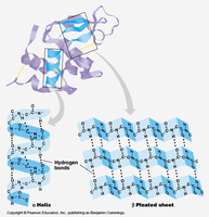 Secondary structure: α-helix and β-sheet with hydrogen bonds