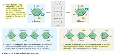 Starch and cellulose structures and linkages