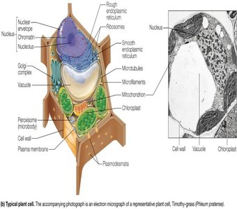 Eukaryotic plant cell structure