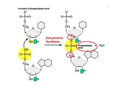 Dehydration synthesis and phosphodiester bond formation