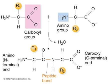 DNA structure showing covalent and hydrogen bonds