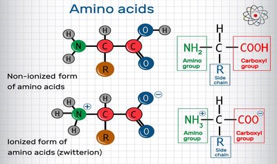Amino acid structure and zwitterion form