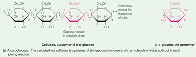 Cellulose polymer and β-D-glucose monomer