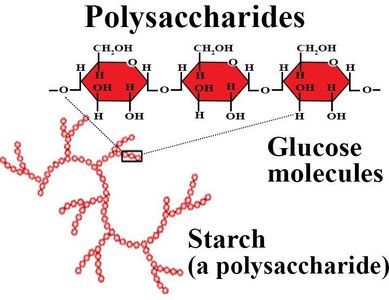 Starch as a polysaccharide of glucose