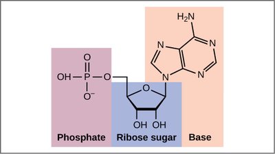Nucleotide structure: phosphate, ribose sugar, base