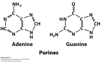 Adenine and guanine structures (purines)