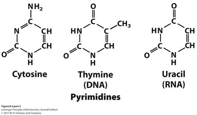 Cytosine, thymine, uracil structures (pyrimidines)