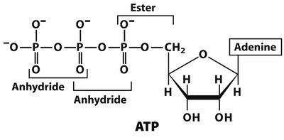 ATP structure with phosphoanhydride bonds