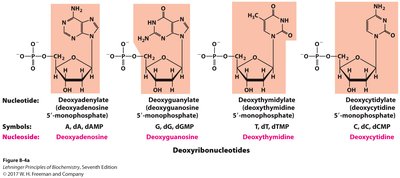 Deoxyribonucleotide nomenclature