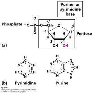 Nucleotide and nucleoside structure, purine and pyrimidine bases