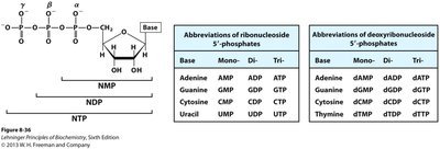 Nucleotide abbreviations table