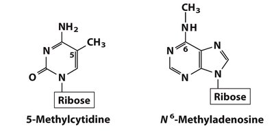 5-Methylcytidine and N6-methyladenosine structures