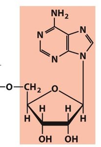 Phosphodiester linkage in DNA and RNA