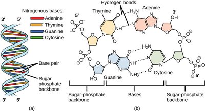 Base pairing in DNA
