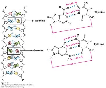 AT and GC base pairs with hydrogen bonds