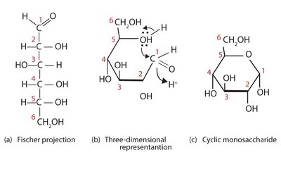 Hemiacetal and hemiketal formation