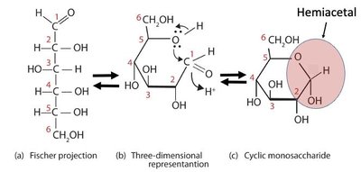 Cyclization of glucose (hemiacetal)