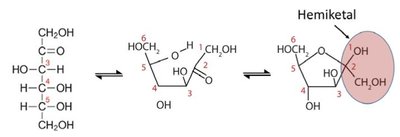 Cyclization of fructose (hemiketal)