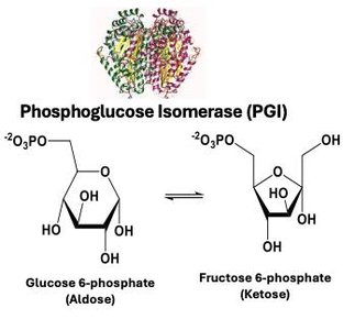 Triose phosphate isomerase reaction