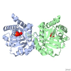 Phosphoglucose isomerase reaction