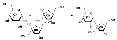 Disaccharide formation