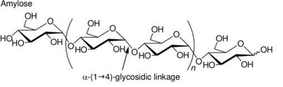 Amylopectin structure