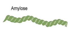 Amylopectin structure