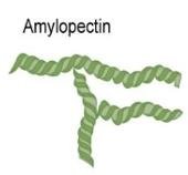 Glycogen granule