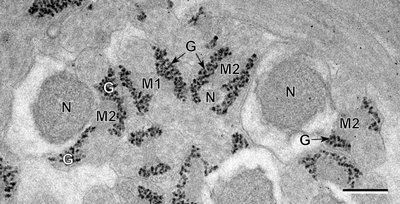 Cellulose structure