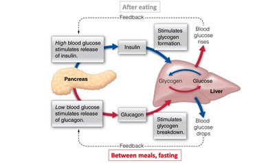 Diagram of insulin and glucagon regulation of glycogen metabolism