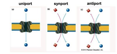 Diagram of uniprot, symport, and antiport membrane transporters