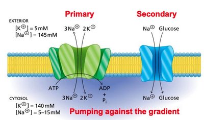 Primary and secondary active transport across membranes