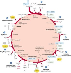 Citric Acid Cycle pathway diagram