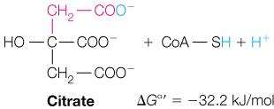 Acetyl-CoA and Oxaloacetate react to form Citrate