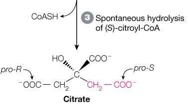 Citrate product and reaction energetics