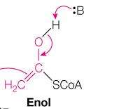 Spontaneous hydrolysis of (S)-citroyl-CoA