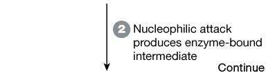 Proton transfers activate nucleophilic enol for attack on OAA