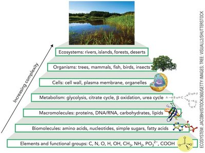 Biochemical hierarchy pyramid
