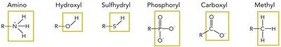 Common functional groups