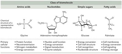 Classes of biomolecules table