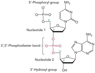 Nucleic acid polymer structure