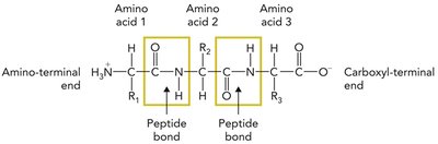 Protein polymer structure