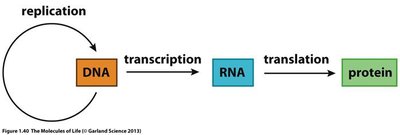 Central Dogma diagram