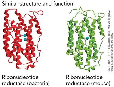 Similar structure and function: ribonucleotide reductase