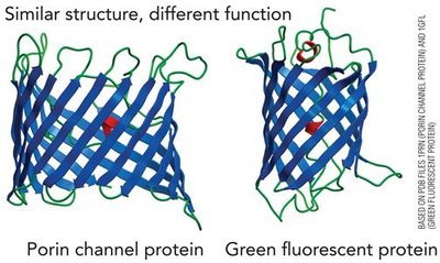 Similar structure, different function: porin channel and green fluorescent protein