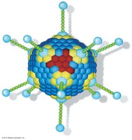 Adenovirus structure illustration