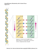 Segment of DNA double helix with complementary base pairing