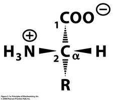 General structure of an amino acid (zwitterion)