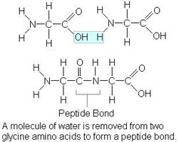 Peptide bond formation between amino acids