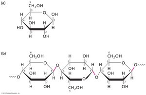 Haworth projection of glucose and cellulose structure